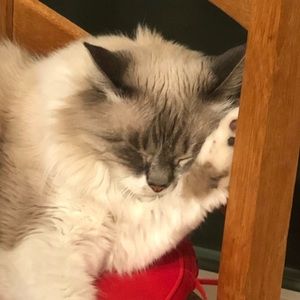 Meet your Posher, Rita